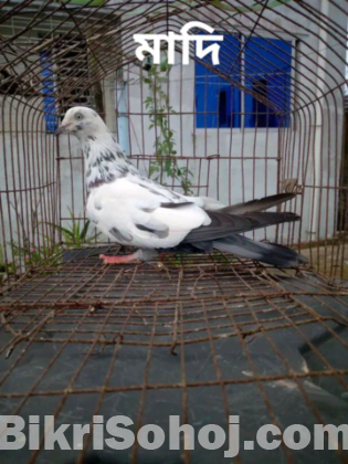 কবুতর